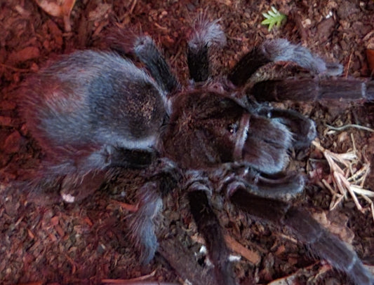 Grammostola cf pulchra | Brazilian black