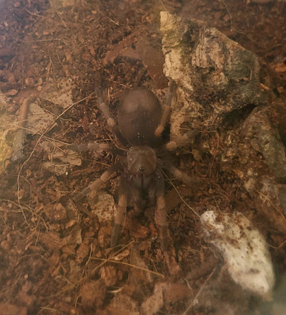 Brachypelma boehmei | Fire Leg