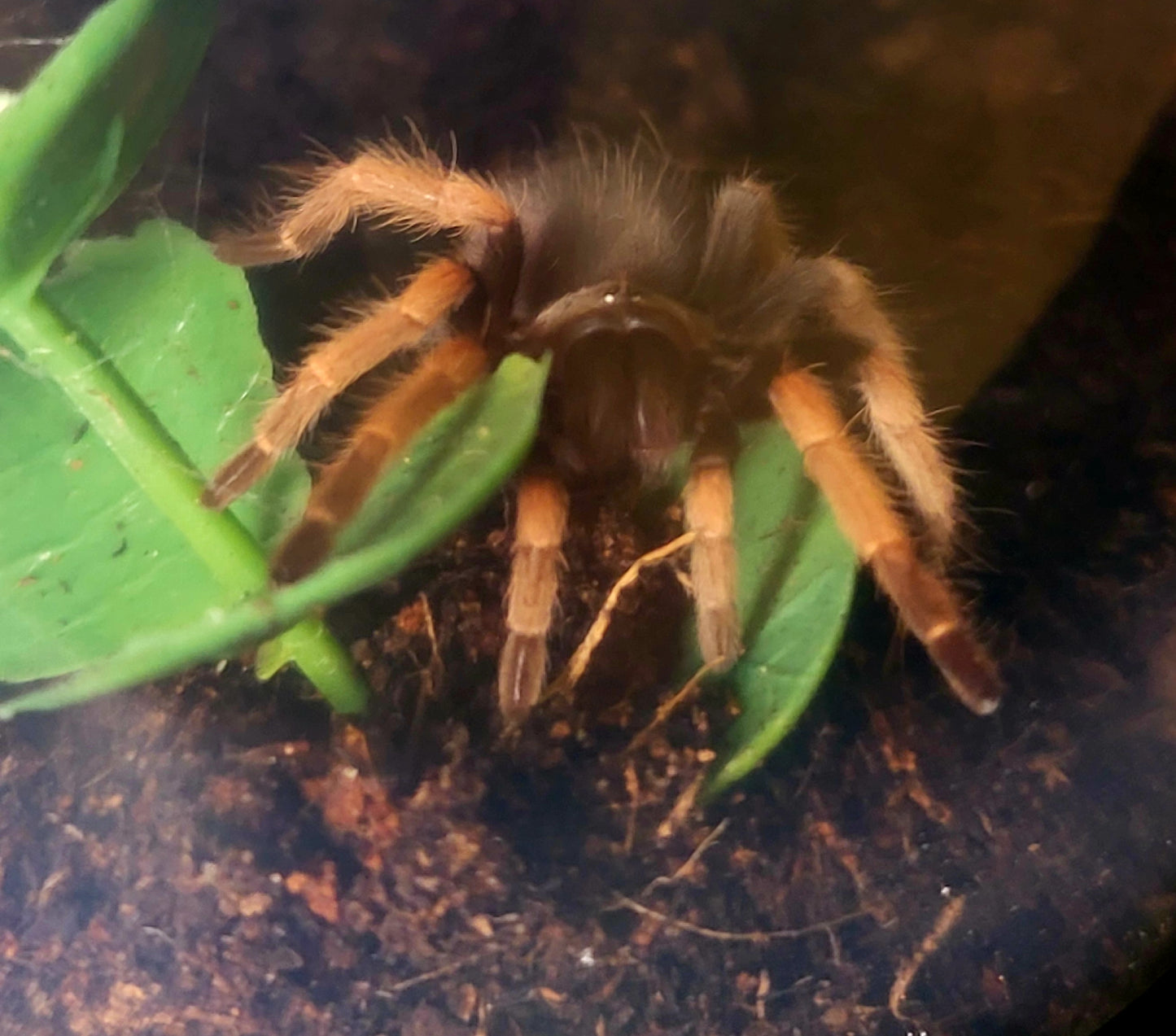 Brachypelma boehmei | Fire Leg