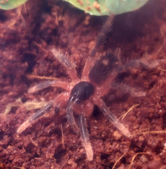 Davus sp Panama | Lava