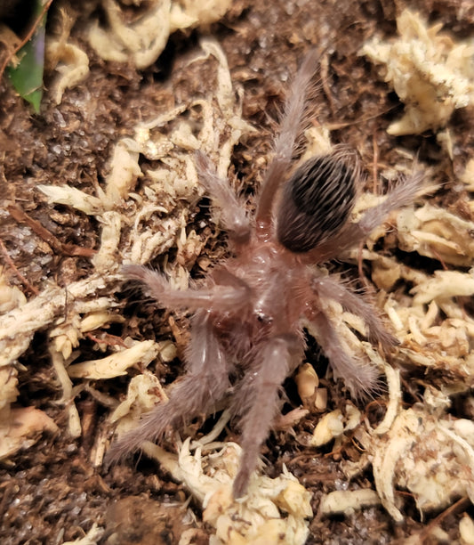 Tliltocatl verdezi | Mexican rose grey