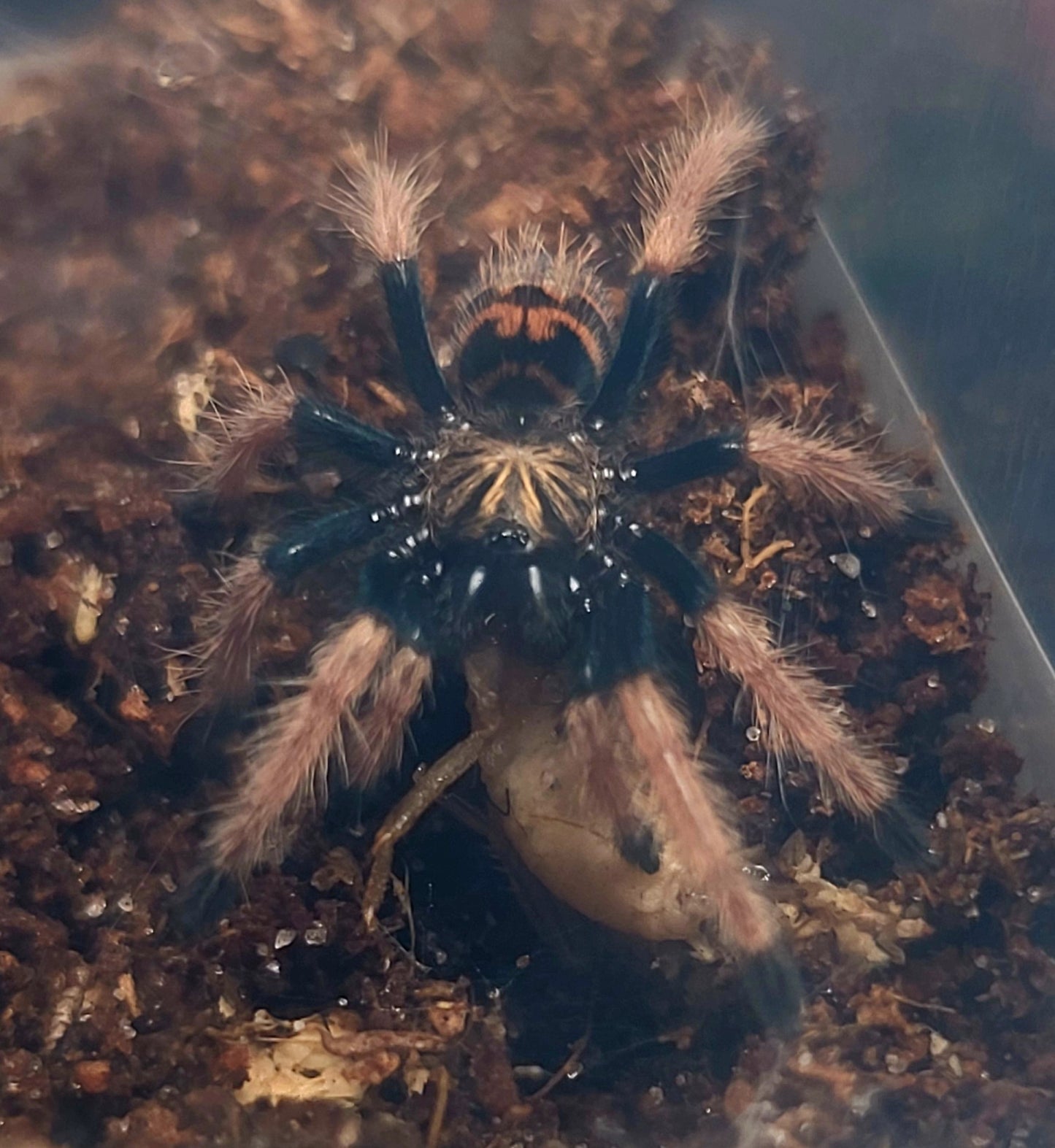 Chromatopelma cyaneopubescens | Green Bottle Blue