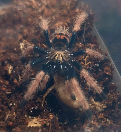 Chromatopelma cyaneopubescens | Green Bottle Blue