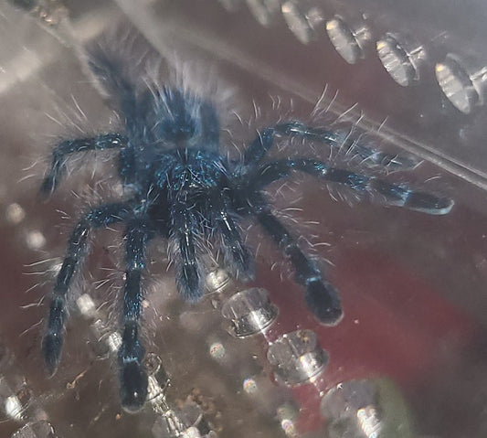 Caribena versicolor | Antilles pinktoe