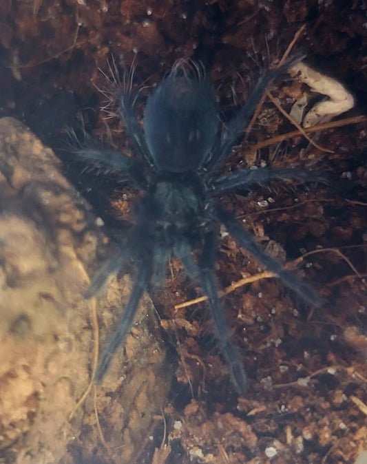 Phormictopus sp. Dominican purple