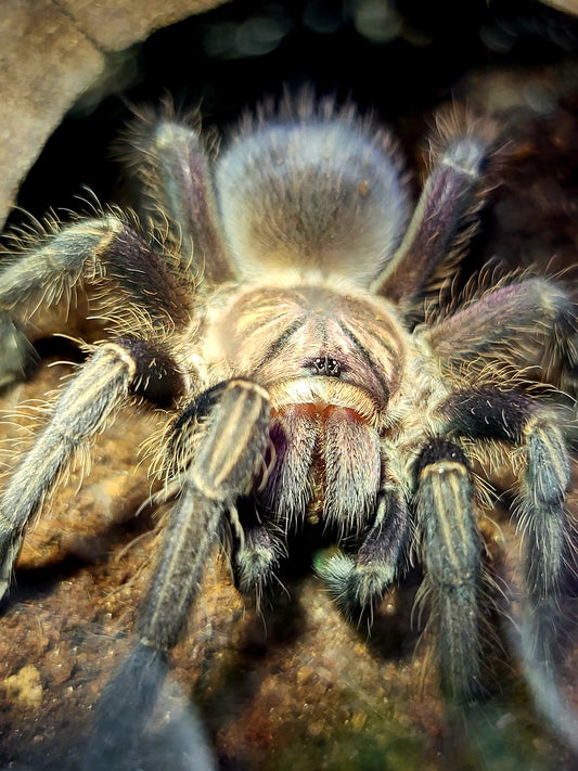 Phormictopus sp. Dominican purple