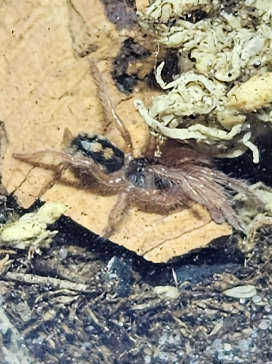 Hapalopus formosus | Pumpkin patch