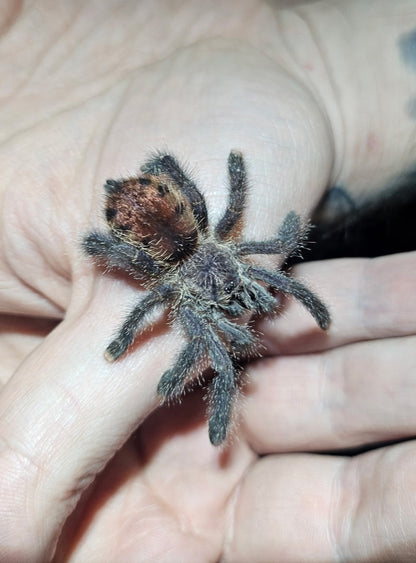 Avicularia juruensis M2 | Peru purple pink toe tarantula
