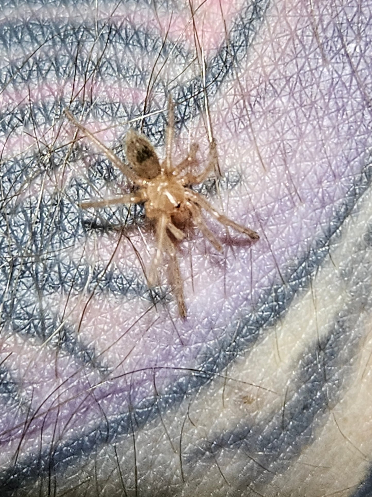 Euathlus sp. Valparaiso