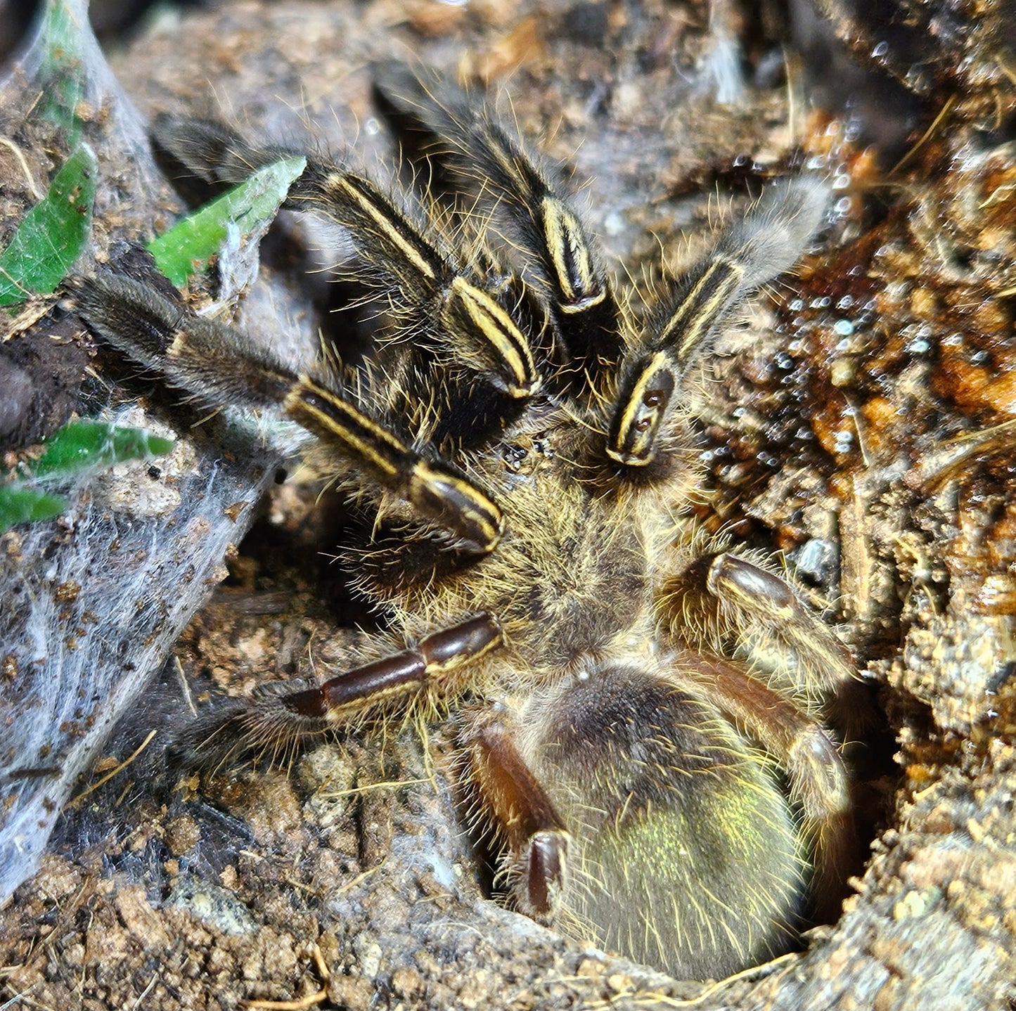 Ephebopus murinus | Skeleton leg tarantula