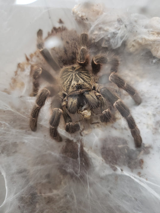 Pterinochilus murinus Mikumi locale (Dark color form)