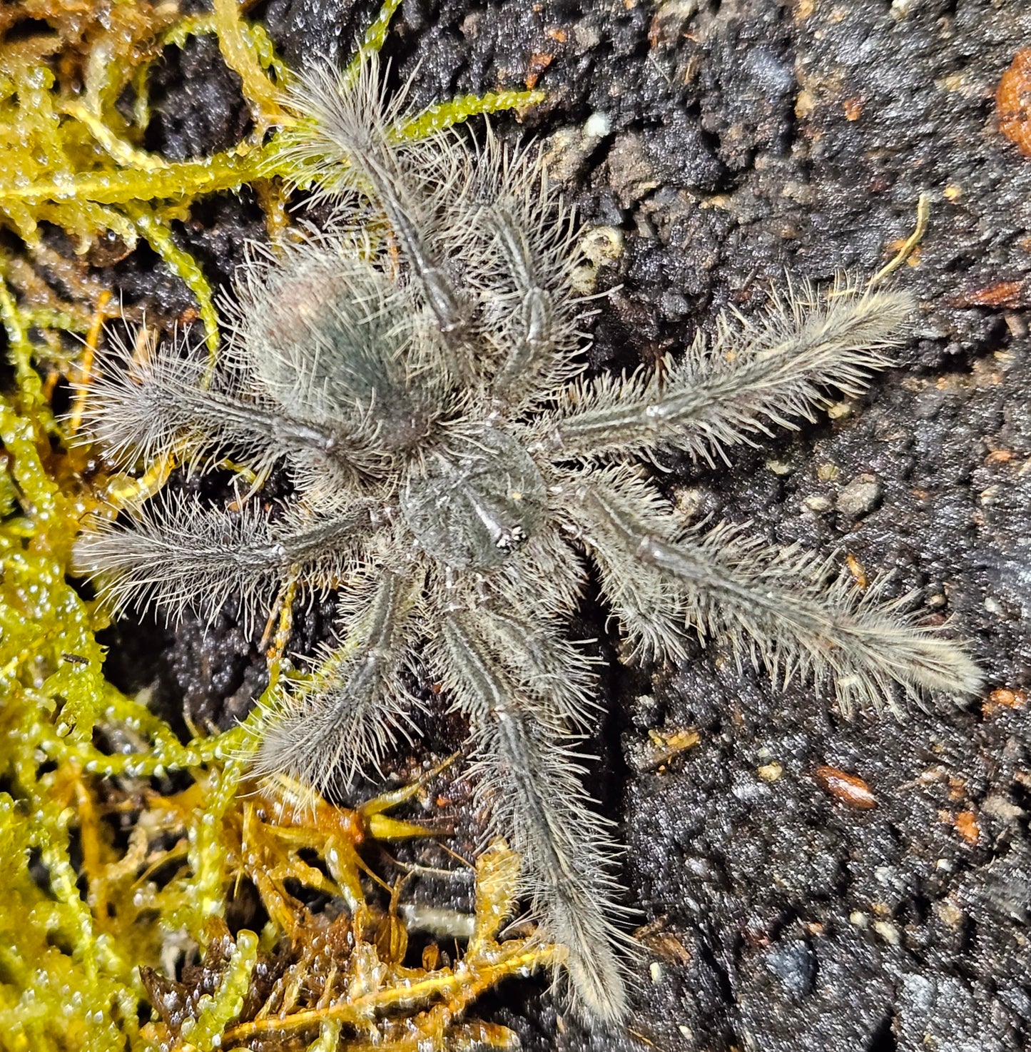 Theraphosa blondi | Goliath birdeater tarantula