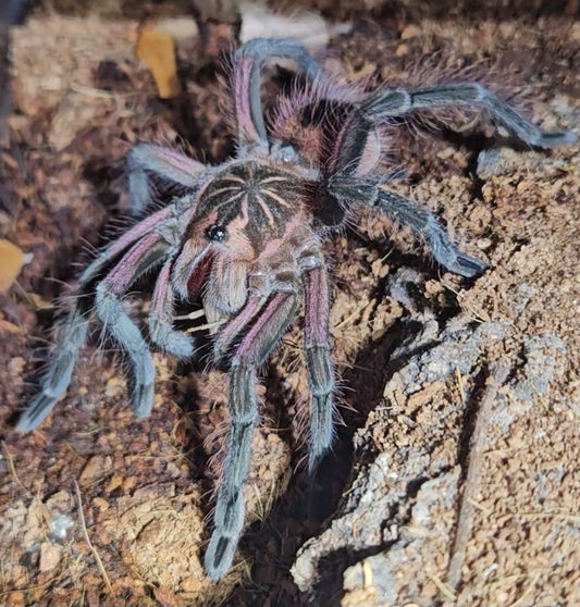 Pamphobeteus cf Nigricolor | Giant blue bloom tarantula