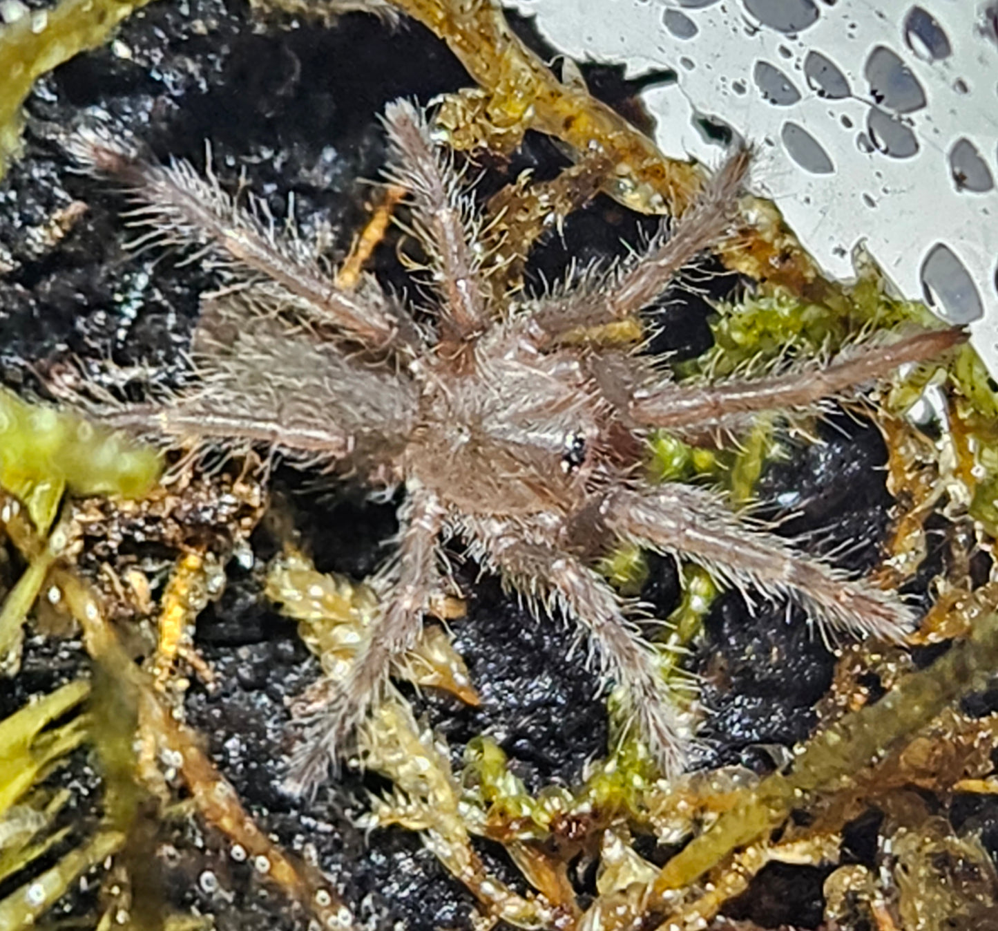 Hysterocrates gigas | Cameroon red baboon tarantula