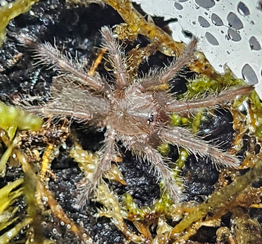 Hysterocrates gigas | Cameroon red baboon tarantula