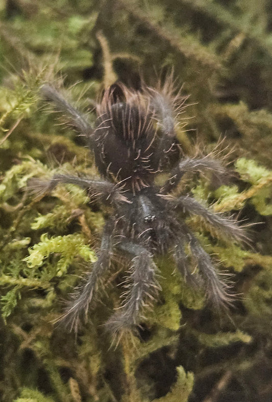 Xenesthis immanis