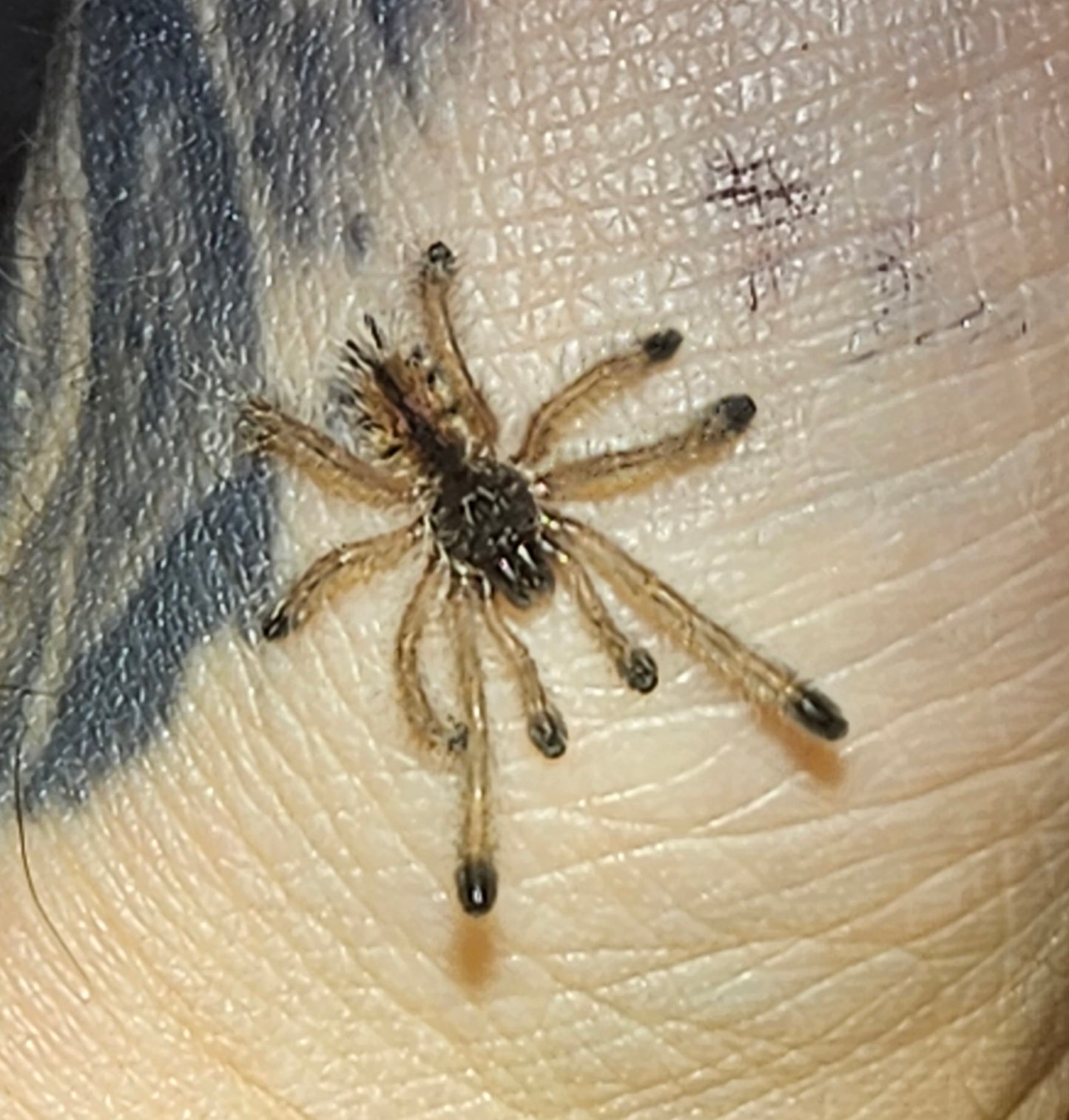Avicularia bicegoi | Brazilian wooly pink toe tarantula