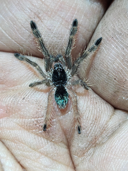 Ephebopus murinus | Skeleton leg tarantula