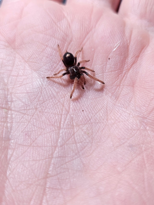 Cyriocosmus giganteus | Giant dwarf