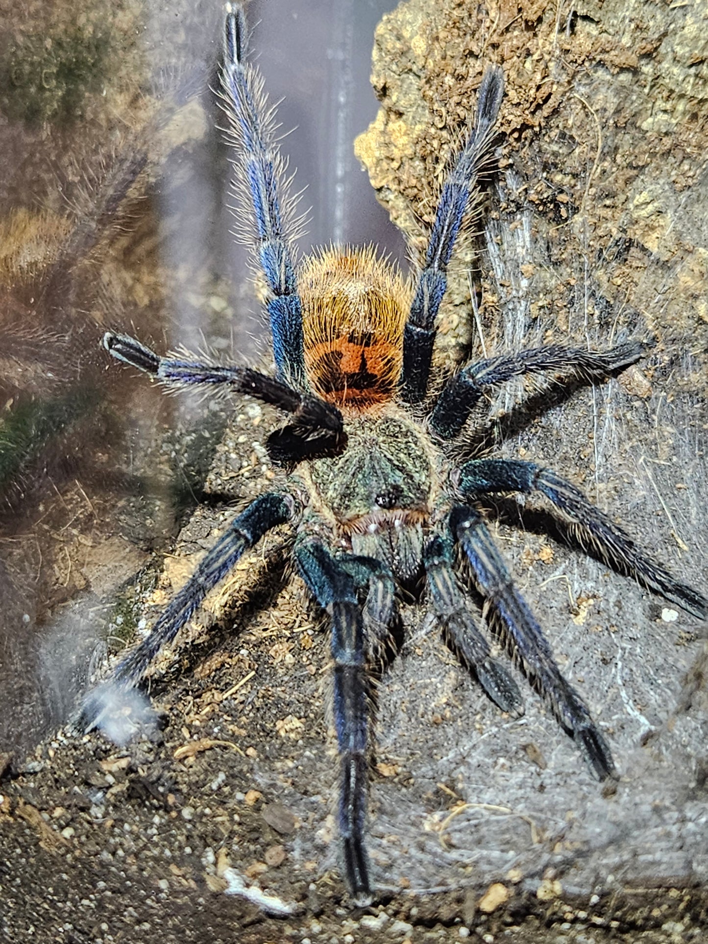 Chromatopelma cyaneopubescens | Green Bottle Blue