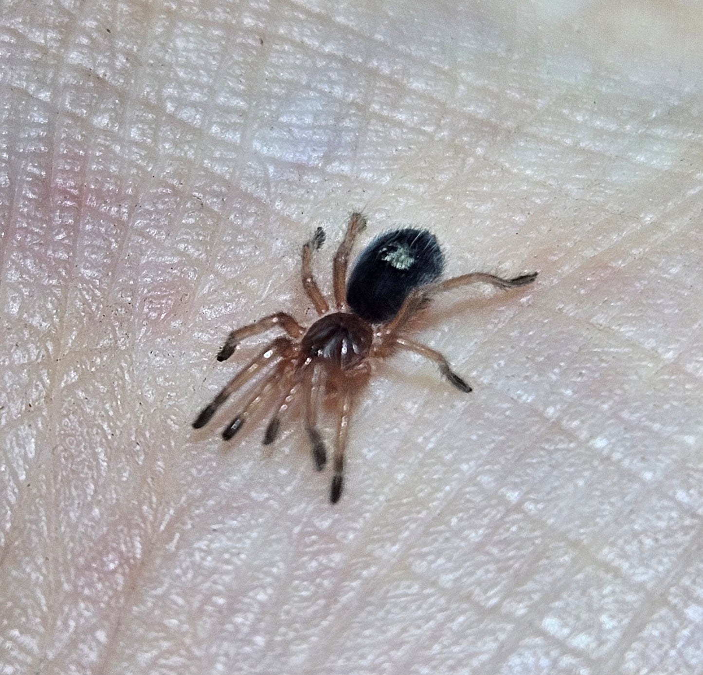 Euathlus sp. Tigre Azul