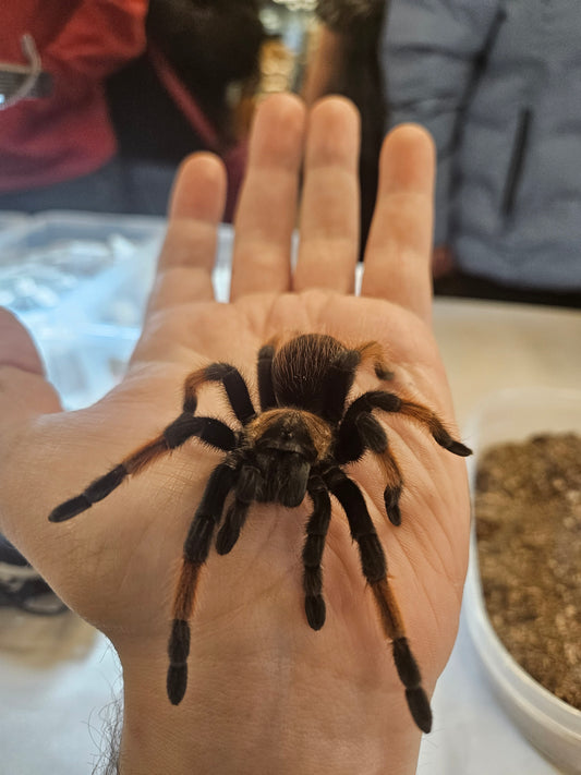 Brachypelma emilia | Mexican red leg tarantula