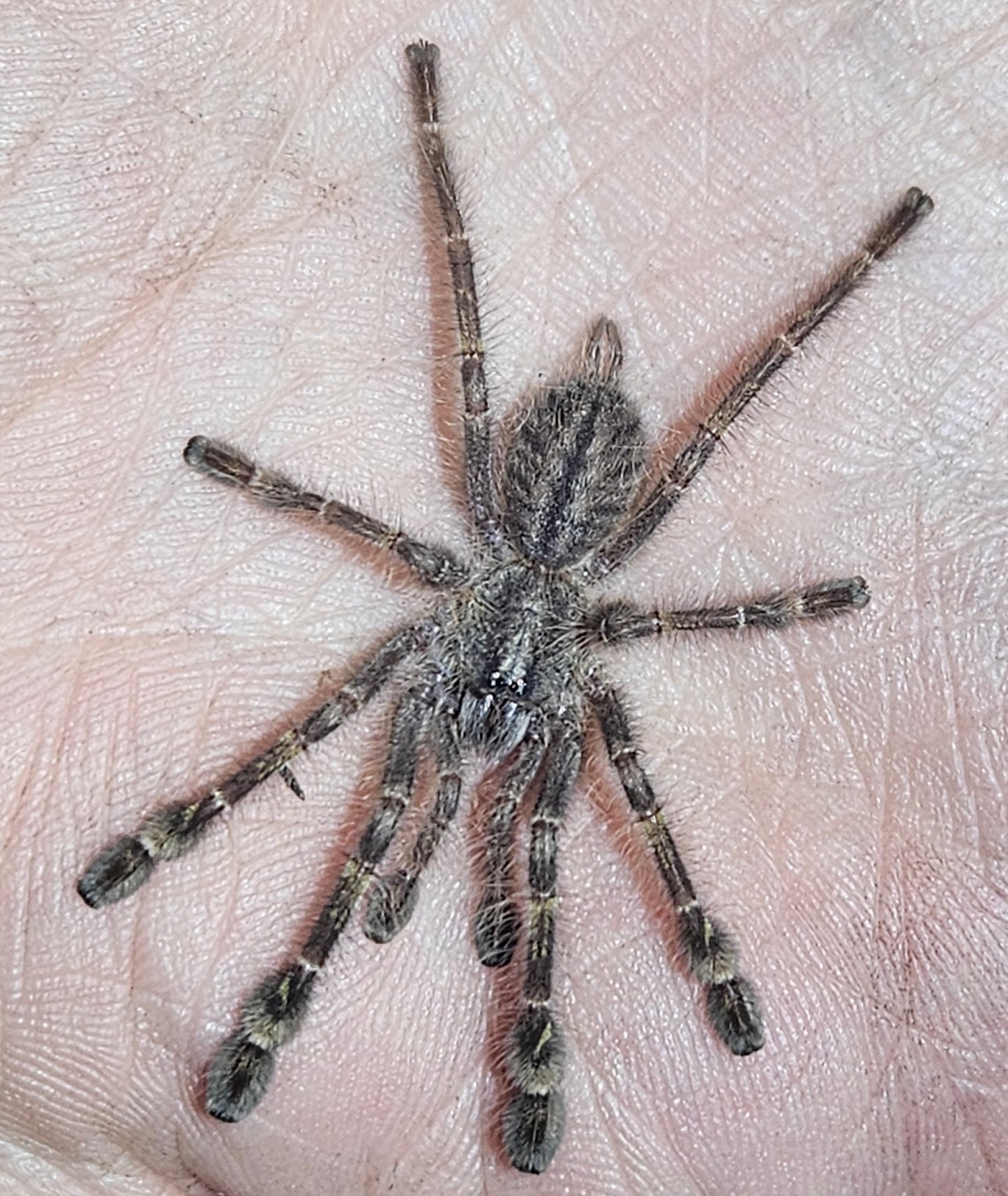 Poecilotheria rufilata | Red slate ornamental tarantula