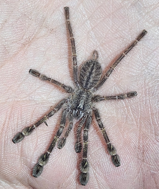 Poecilotheria rufilata | Red slate ornamental tarantula