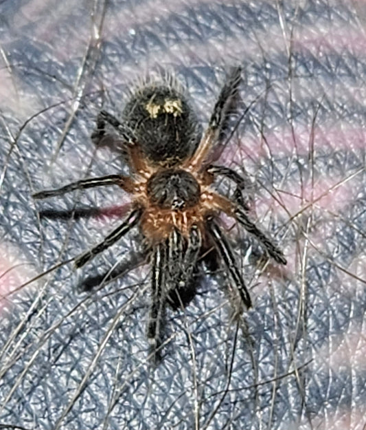 Euathlus manicatus 'green' | Chilean emerald flame tarantula