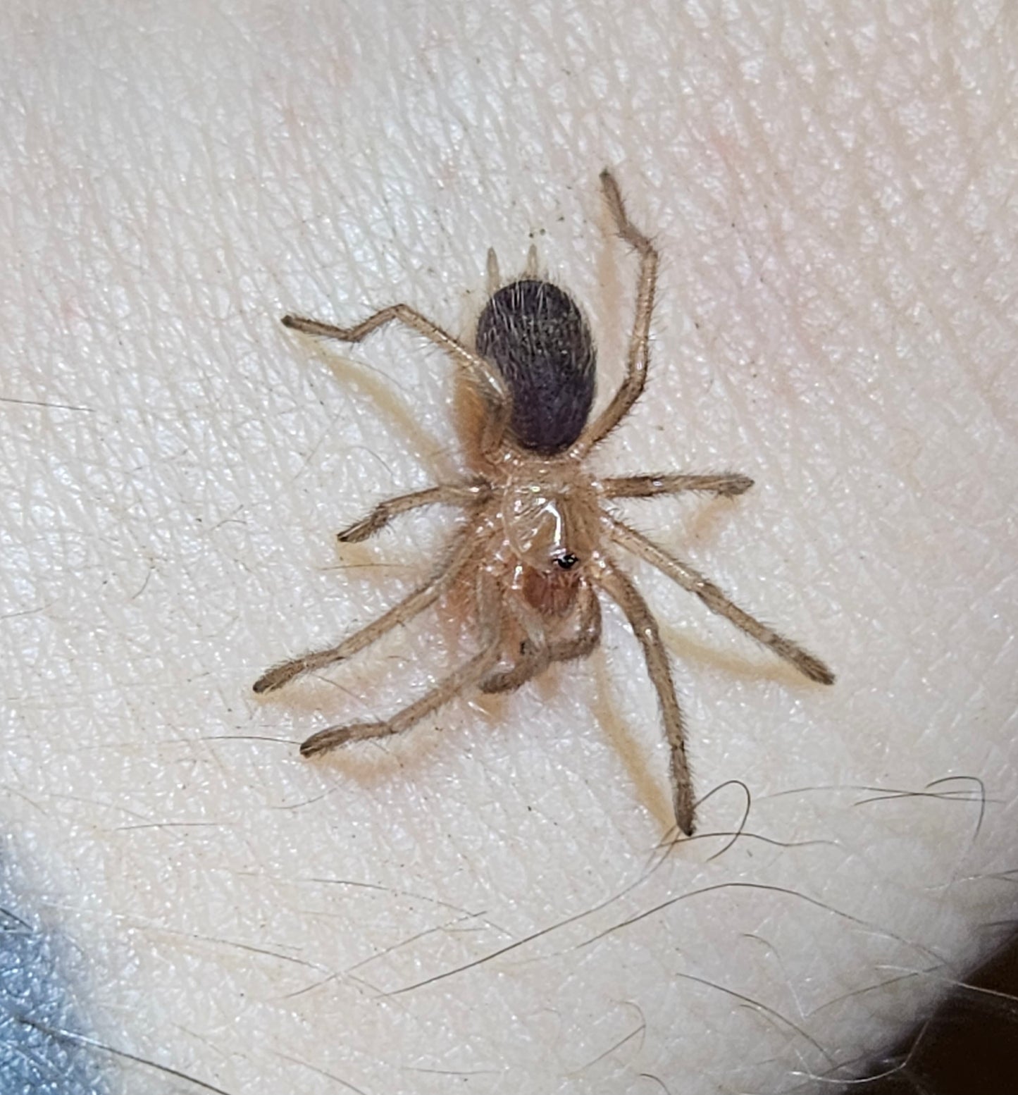 Euathlus sp. Hermosa