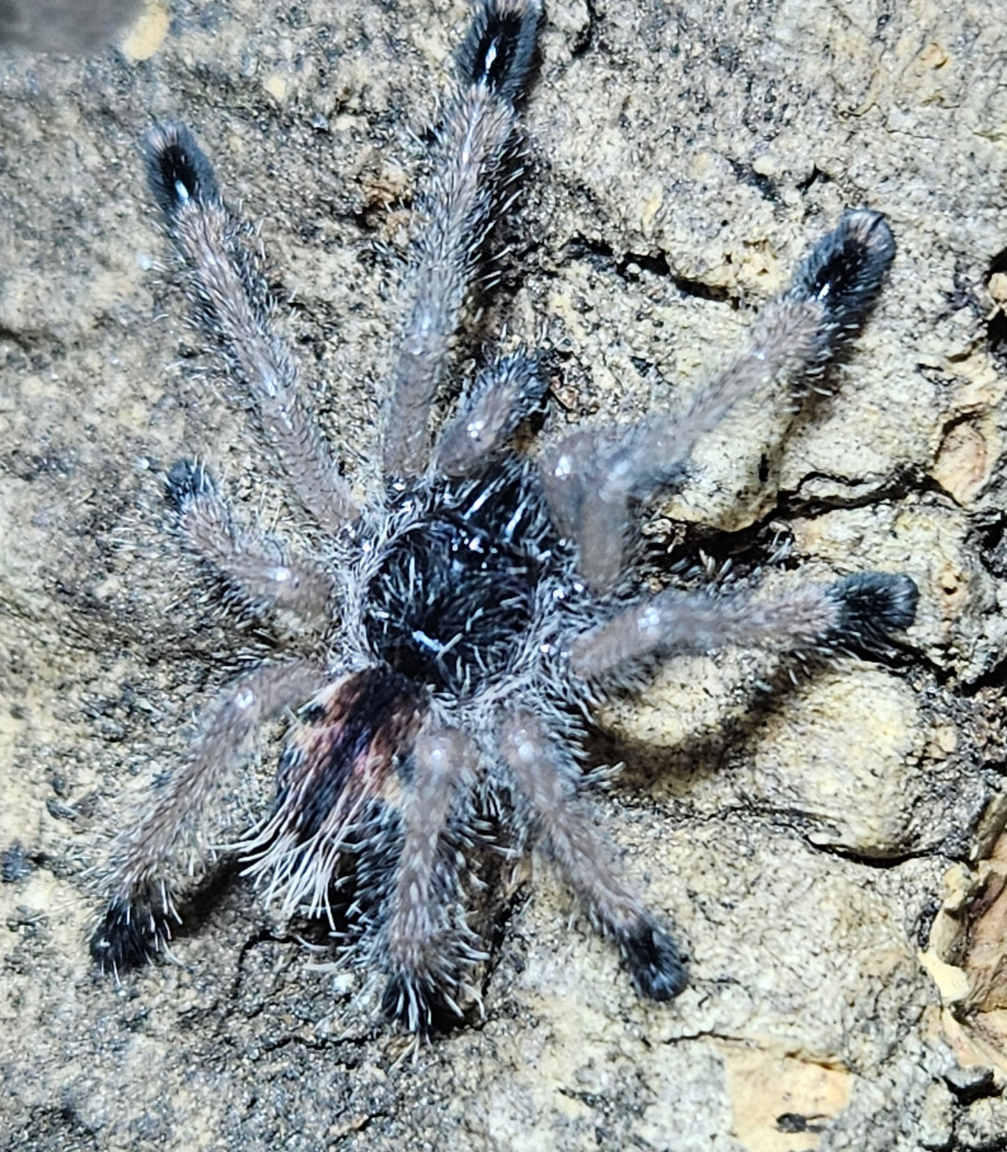 Avicularia juruensis M2 | Peru purple pink toe tarantula