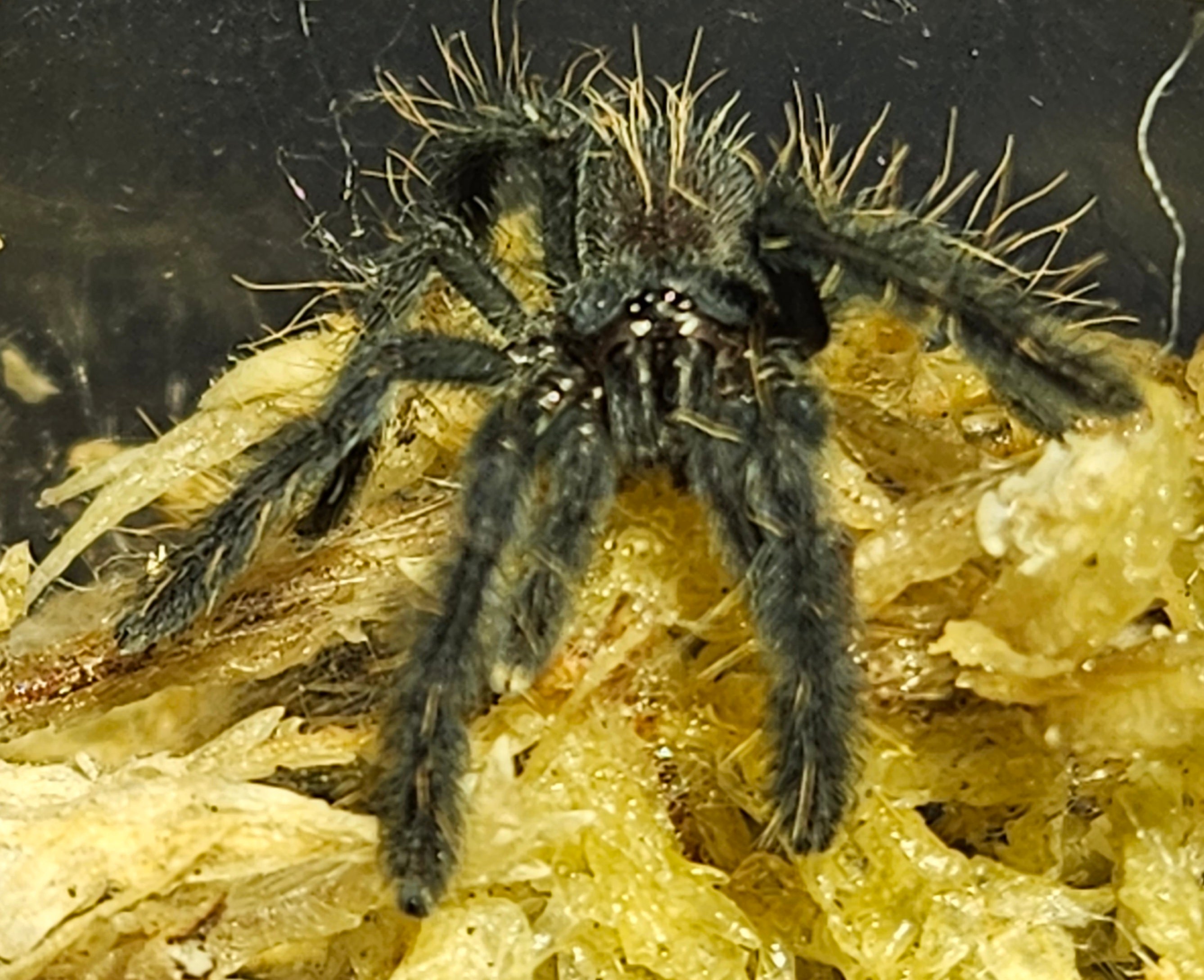 Phormingochilus sp. Sabah Red | Sabah red bat eater tarantula – Cory's ...