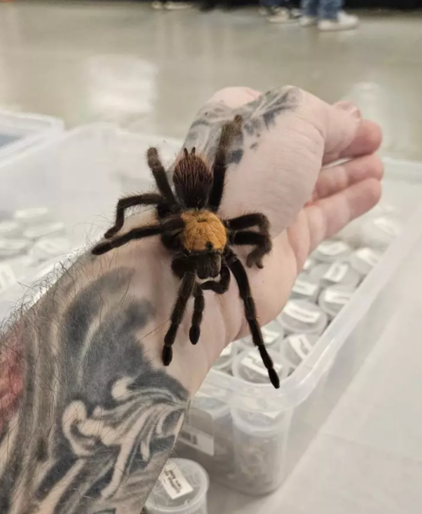 Brachypelma albiceps | Mexican golden red rump tarantula