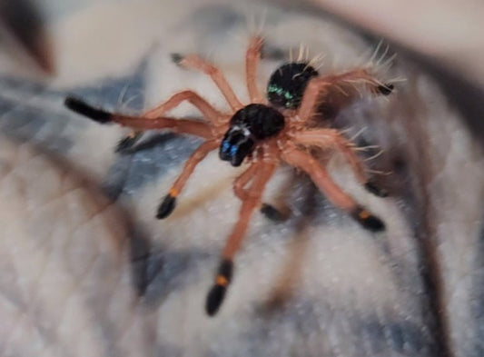 Ephebopus cyanognathus | Blue fang skeleton tarantula