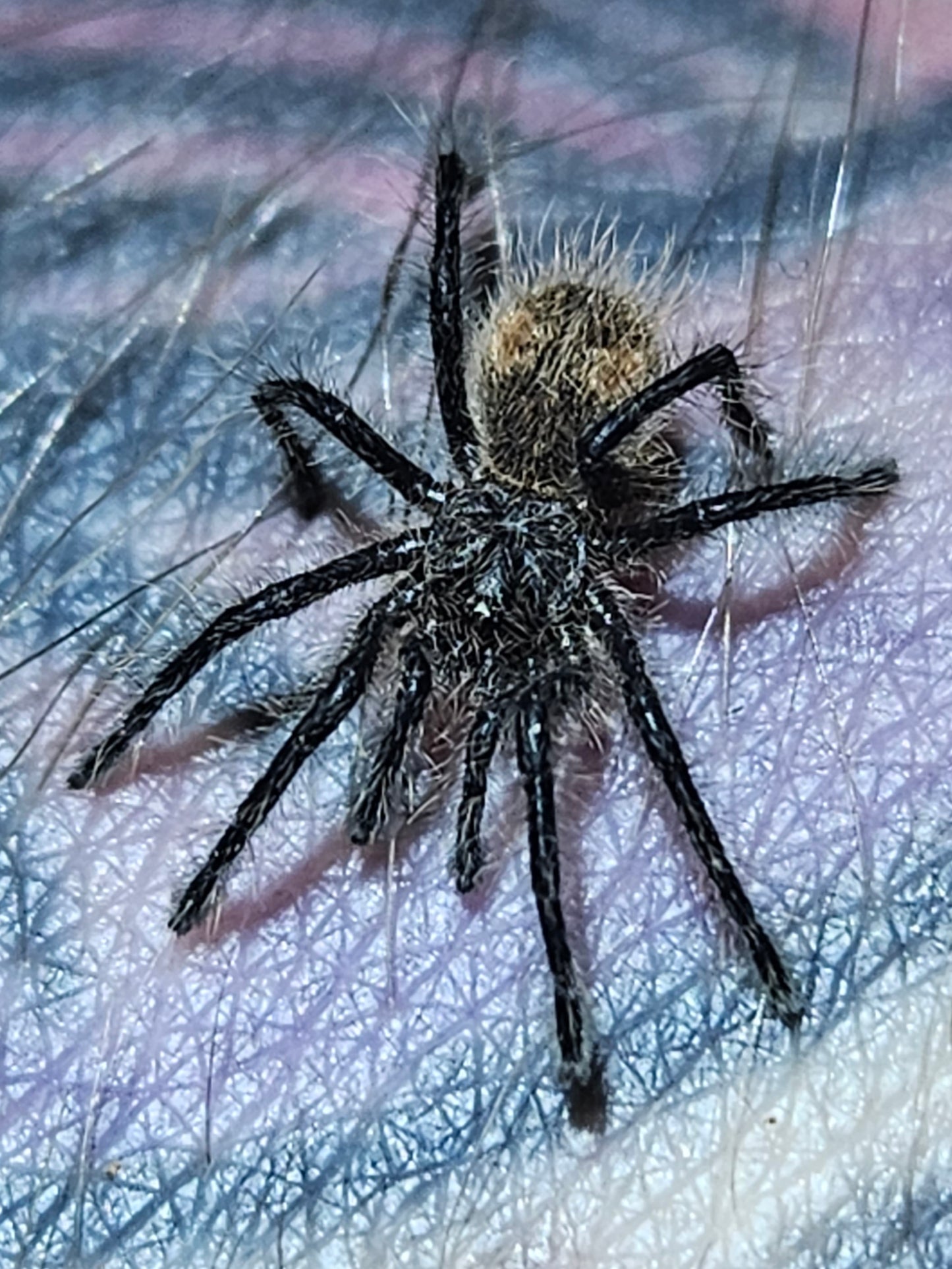 Phrixotrichus vulpinus | Chilean ocelot tarantula