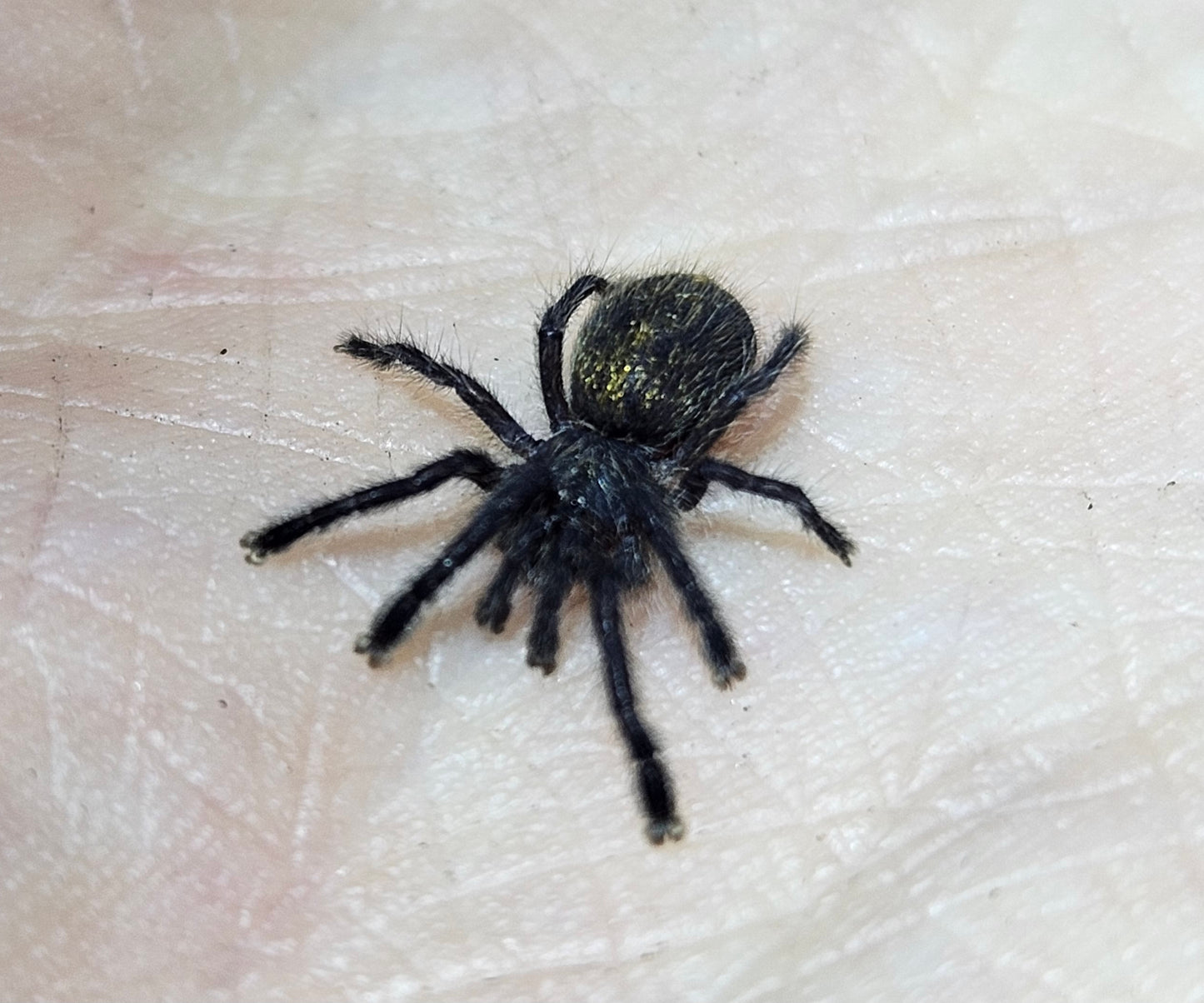 Pterinochilus murinus DCF Botswana / Zimbabwe