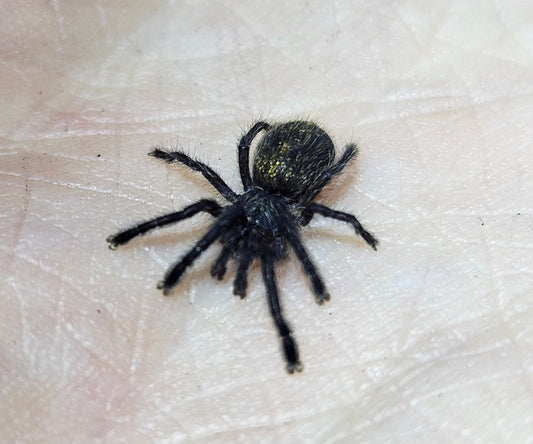 Pterinochilus murinus DCF Botswana / Zimbabwe