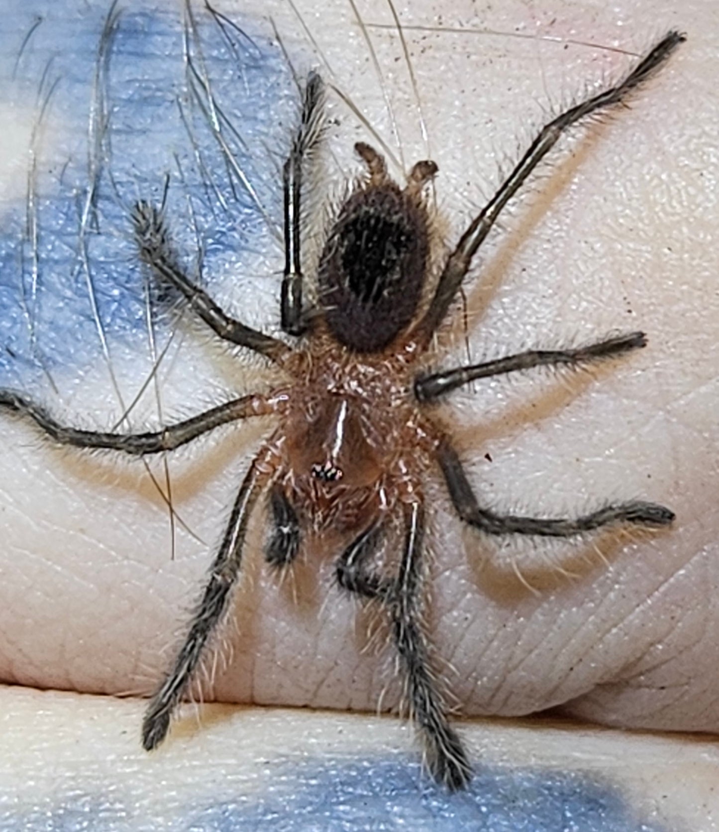 Grammostola grossa