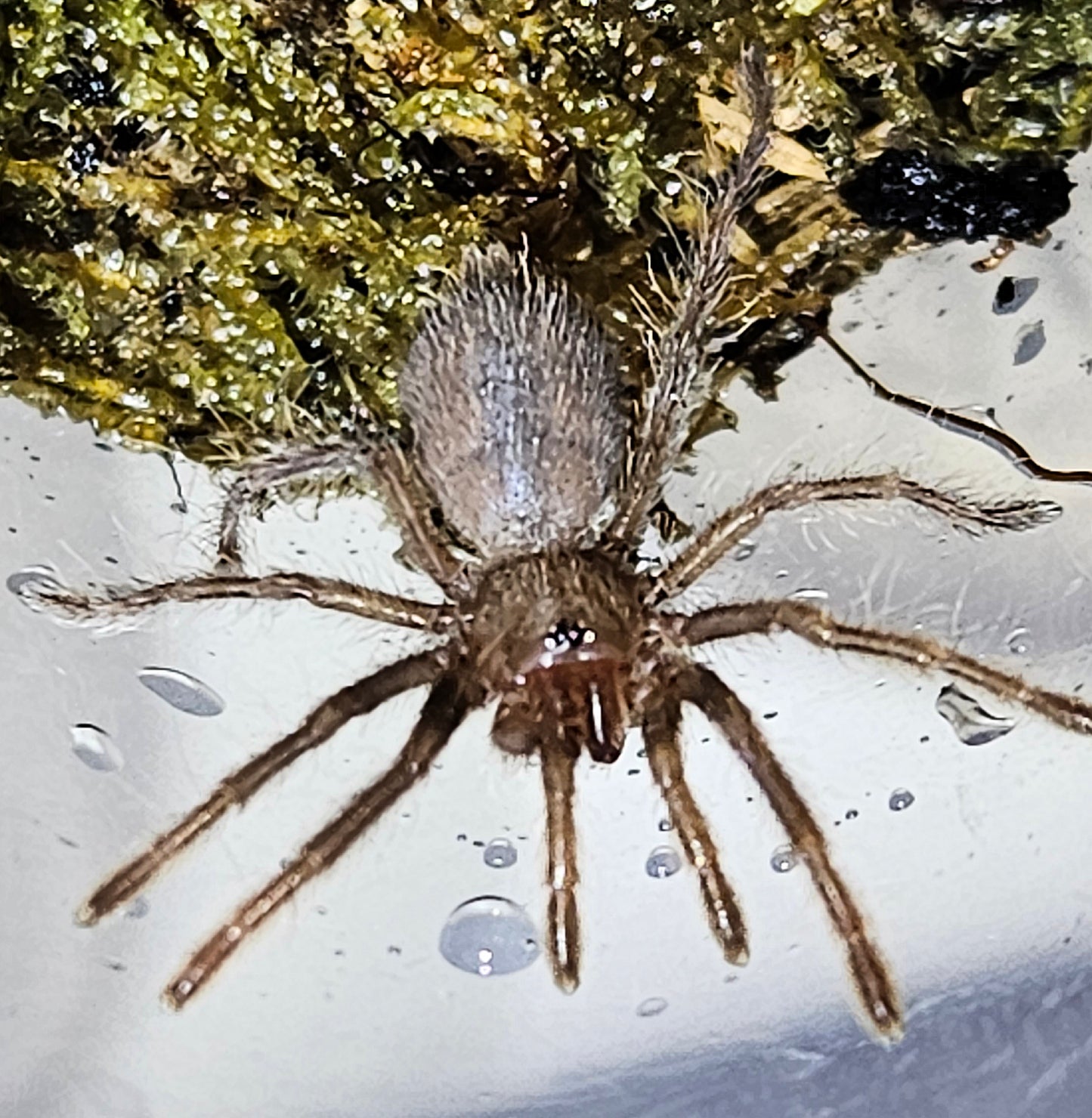 Pelinobius muticus | King baboon tarantula