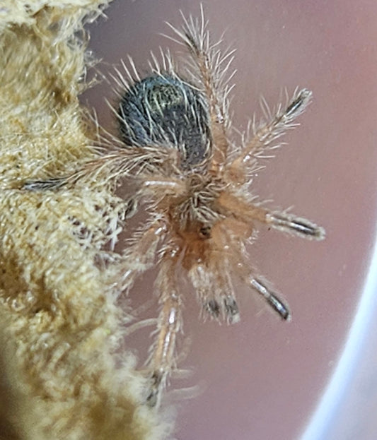 Euathlus sp. Fuego