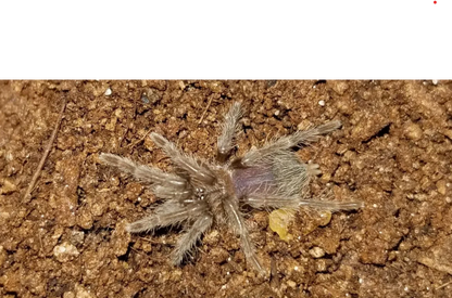 Tliltocatl albopilosus | Curly Hair Tarantula
